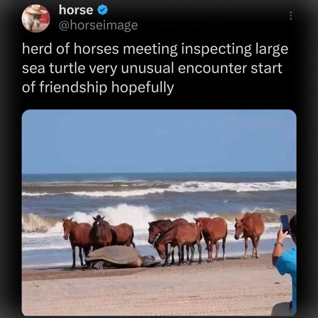 horse @horseimage herd of horses meeting inspecting large sea turtle very unusual encounter start of friendship hopefully