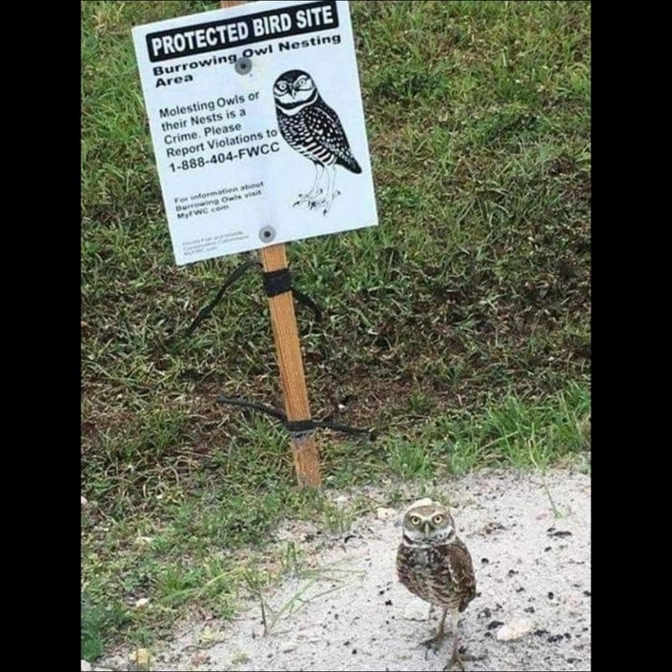 PROTECTED BIRD SITE Burrowing Owl Nesting Area Molesting Owls or their Nests is a Crime. Please Report Violations to 1-888-404-FWCC For information about Burrowing Owls visit MyFWC.com