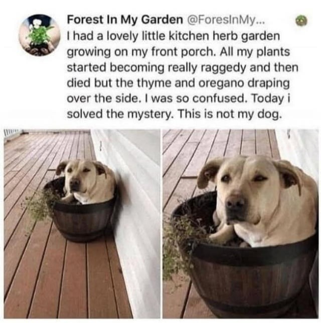 I had a lovely little kitchen herb garden growing on my front porch. All my plants started becoming really raggedy and then died but the thyme and oregano draping over the side. I was so confused. Today i solved the mystery. This is not my dog.
