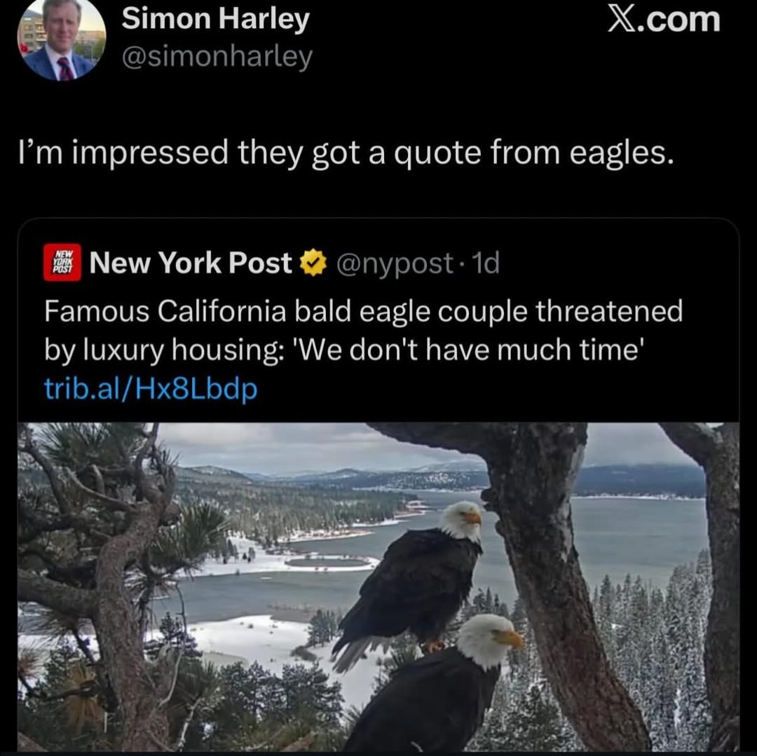 Simon Harley @simonharley X.com I'm impressed they got a quote from eagles. New York Post @nypost · 1d Famous California bald eagle couple threatened by luxury housing: 'We don't have much time' trib.al/Hx8Lbdp