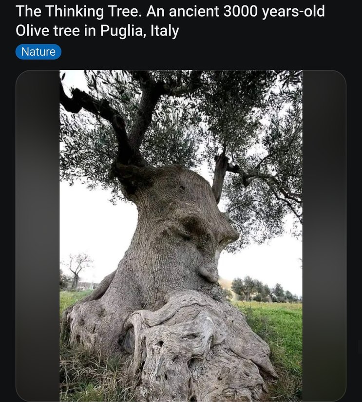 The Thinking Tree. An ancient 3000 years-old Olive tree in Puglia, Italy. Nature.