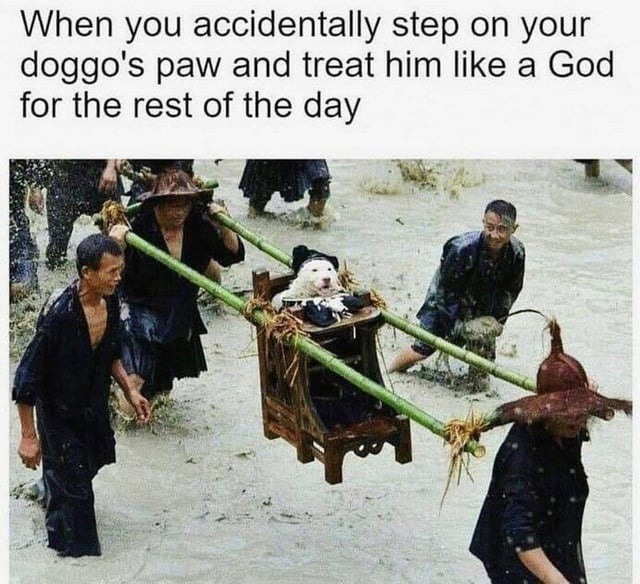 When you accidentally step on your doggo's paw and treat him like a God for the rest of the day