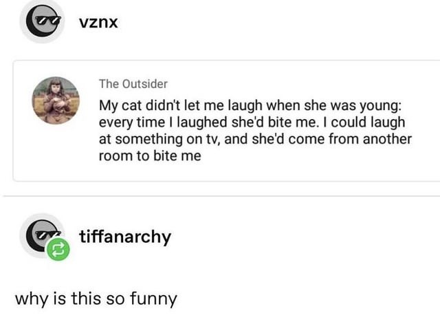My cat didn't let me laugh when she was young: every time I laughed she'd bite me. I could laugh at something on tv, and she'd come from another room to bite me. why is this so funny