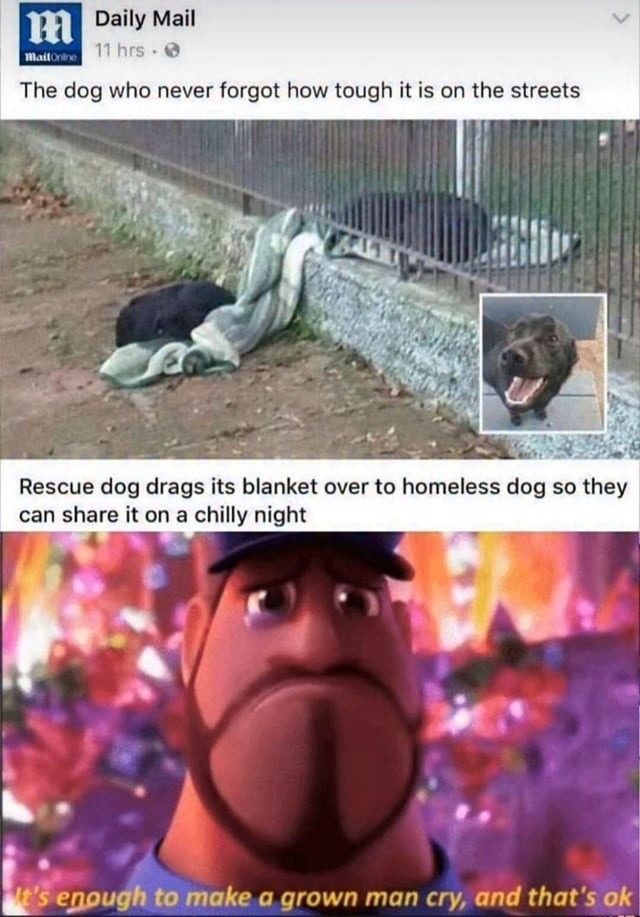 Daily Mail 11 hrs. The dog who never forgot how tough it is on the streets. Rescue dog drags its blanket over to homeless dog so they can share it on a chilly night. It's enough to make a grown man cry, and that's ok.