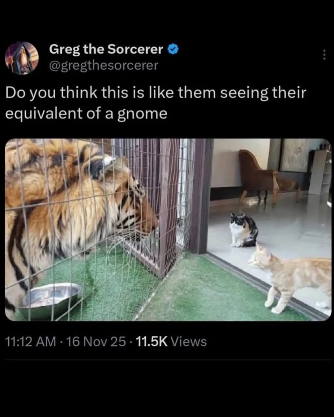 Greg the Sorcerer @gregthesorcerer Do you think this is like them seeing their equivalent of a gnome 11:12 AM · 16 Nov 25 · 11.5K Views. A tiger in a cage is looking at two domestic cats outside the cage. One cat is a calico, and the other is an orange tabby. The cats appear to be observing the tiger with curiosity.