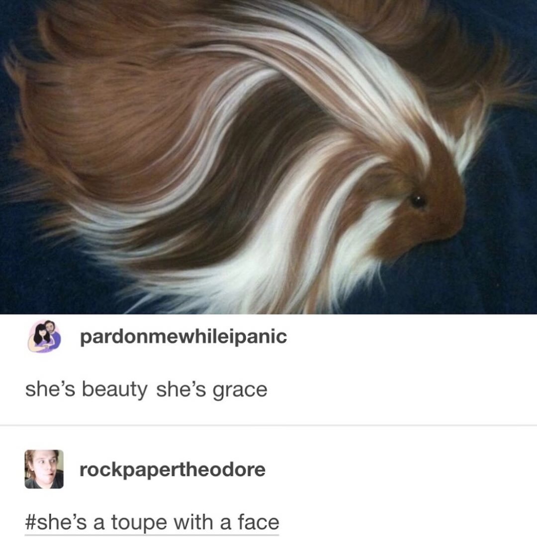 pardonmewhileipanic she's beauty she's grace rockpapertheodore #she's a toupe with a face