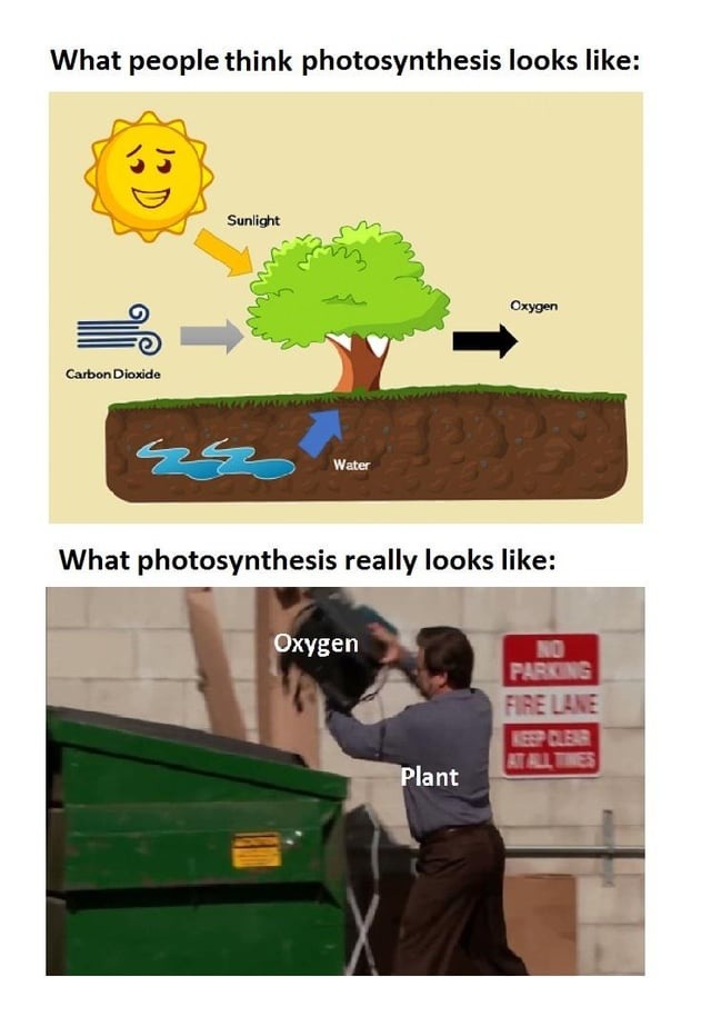 What people think photosynthesis looks like: Sunlight, Carbon Dioxide, Water, Oxygen. What photosynthesis really looks like: Oxygen, Plant. NO PARKING FIRE LANE KEEP CLEAR AT ALL TIMES.