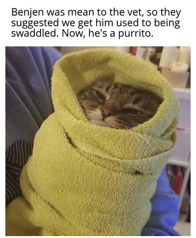 Benjen was mean to the vet, so they suggested we get him used to being swaddled. Now, he's a purrito.