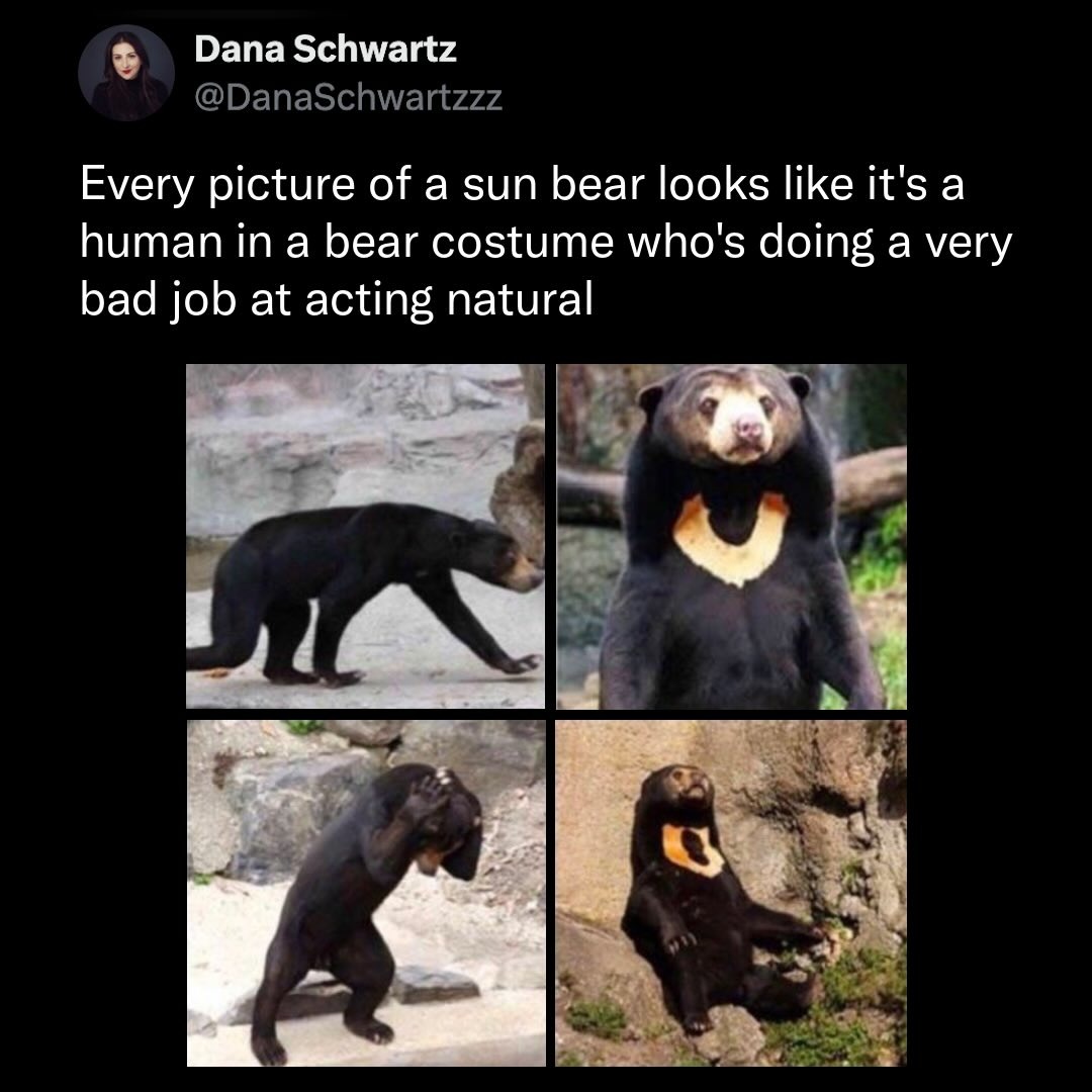 Every picture of a sun bear looks like it's a human in a bear costume who's doing a very bad job at acting natural