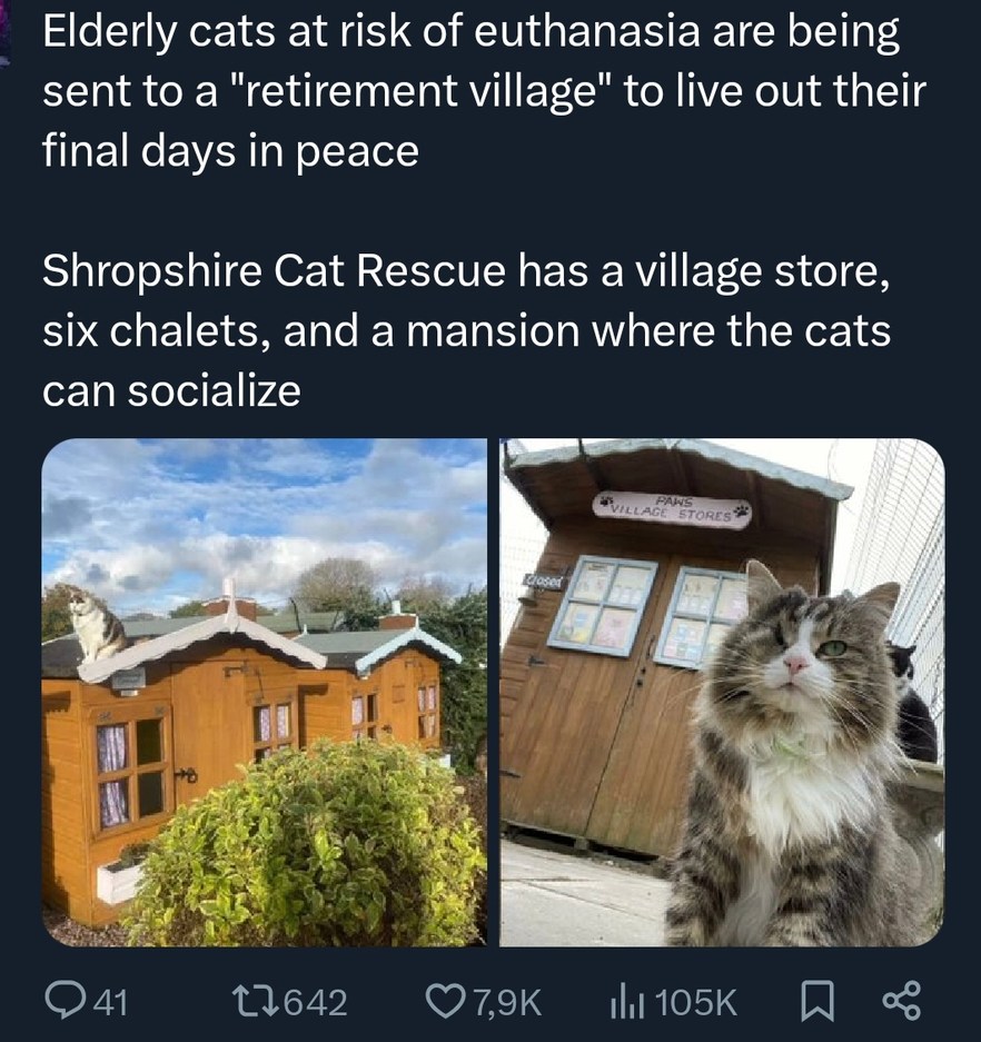 Elderly cats at risk of euthanasia are being sent to a 