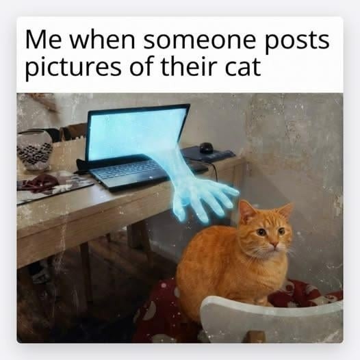 Me when someone posts pictures of their cat