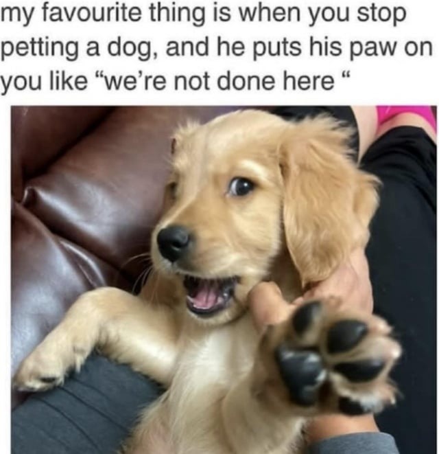 my favourite thing is when you stop petting a dog, and he puts his paw on you like “we’re not done here “