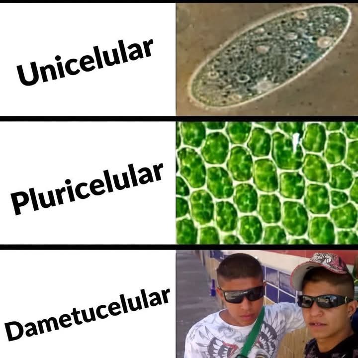 Unicelular. Pluricelular. Dametucelular.