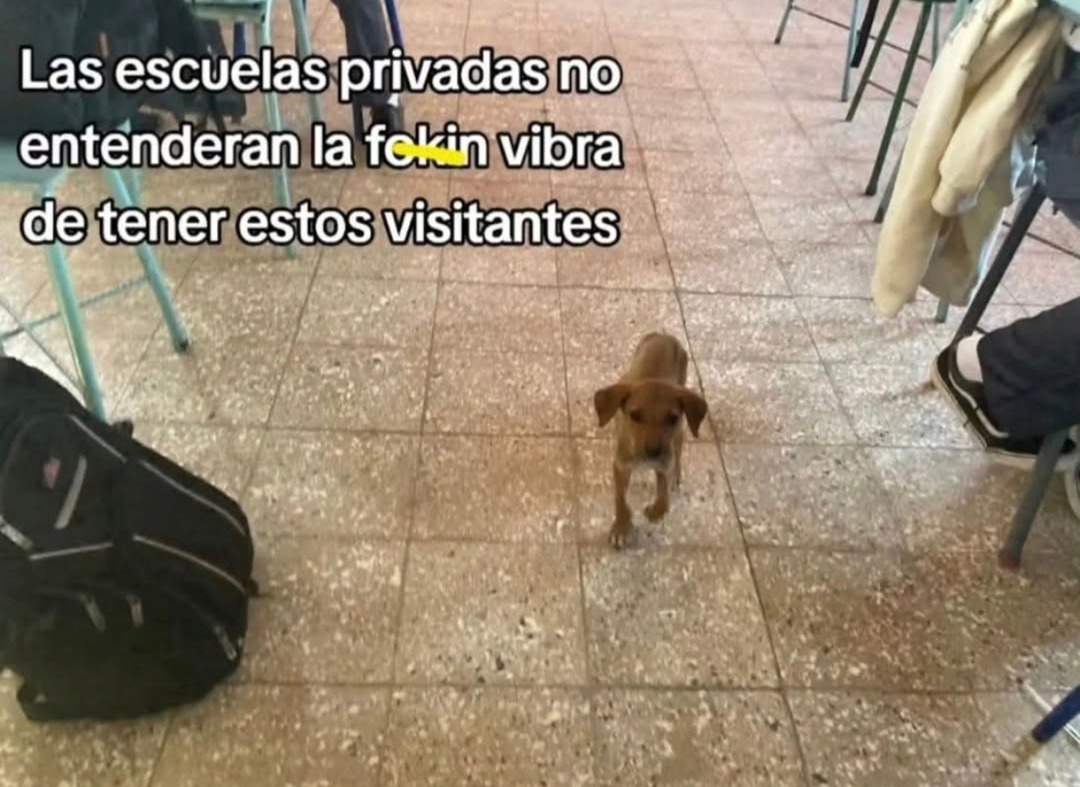 Las escuelas privadas no entenderán la fokin vibra de tener estos visitantes