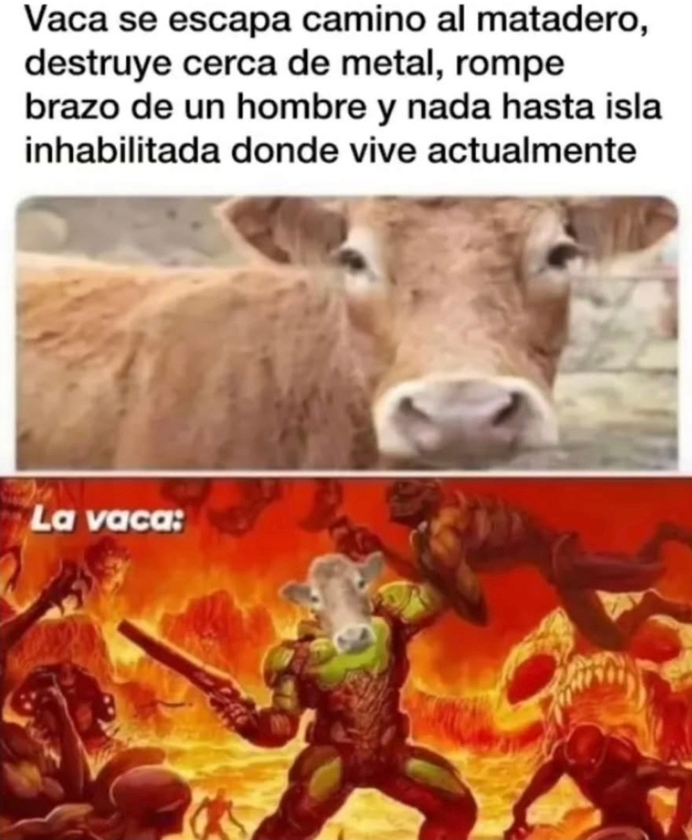 Vaca se escapa camino al matadero, destruye cerca de metal, rompe brazo de un hombre y nada hasta isla inhabilitada donde vive actualmente. La vaca: