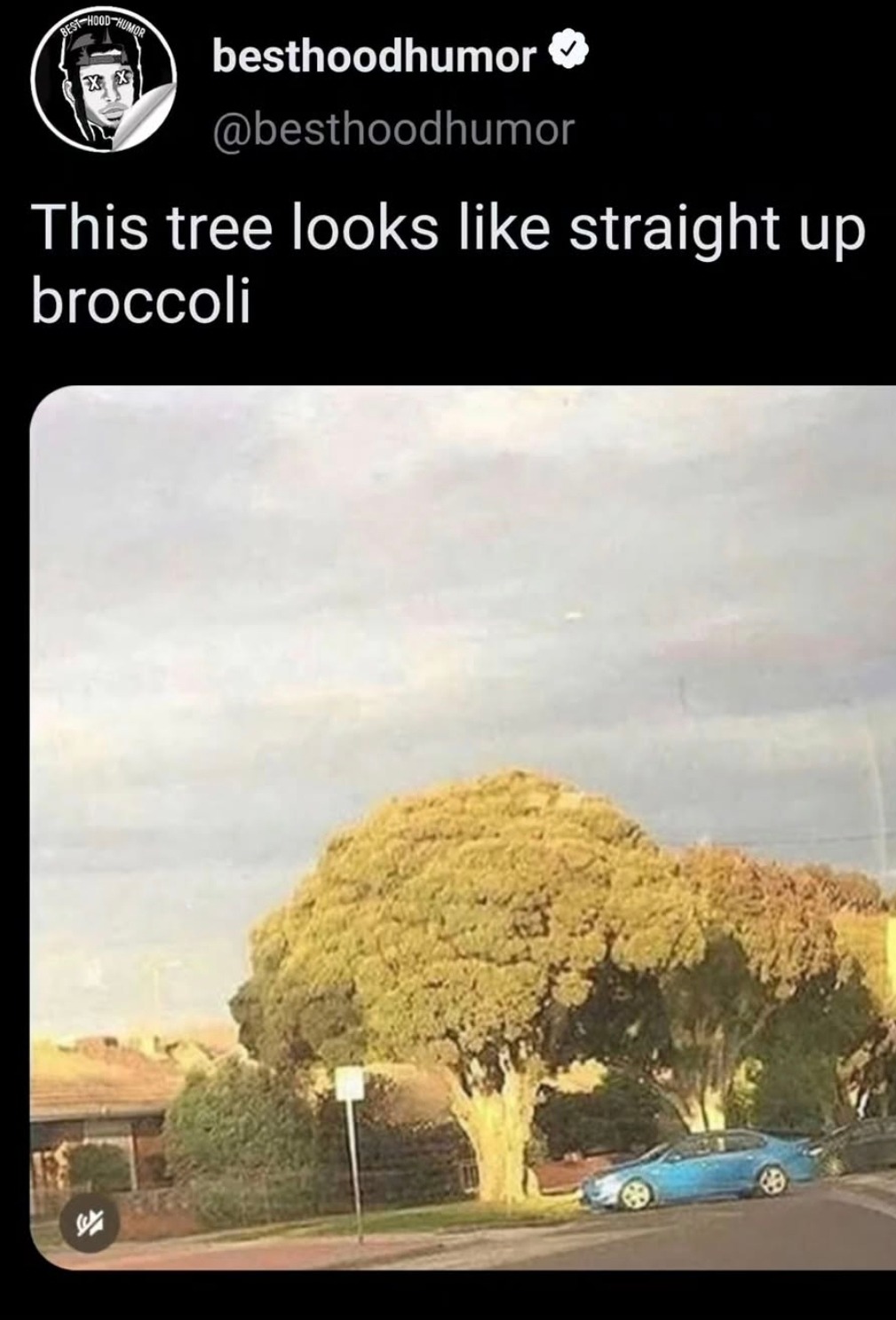 This tree looks like straight up broccoli