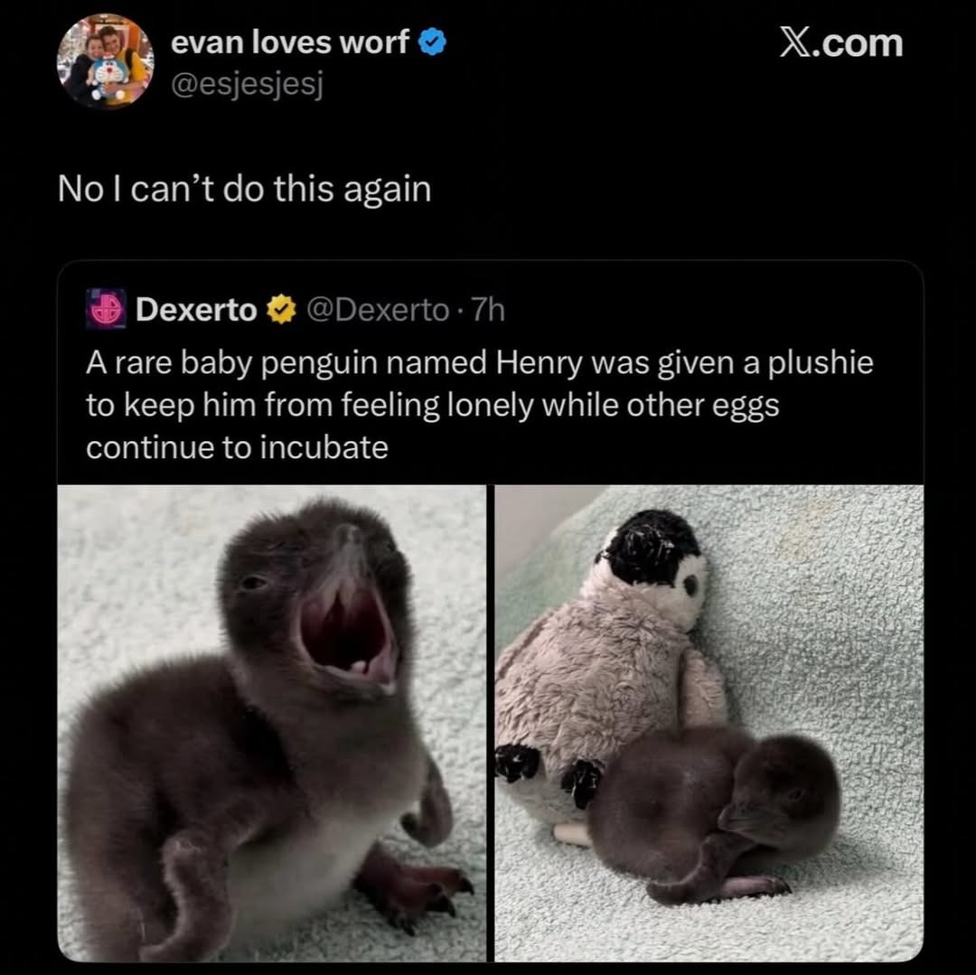 evan loves worf No I can't do this again Dexerto A rare baby penguin named Henry was given a plushie to keep him from feeling lonely while other eggs continue to incubate