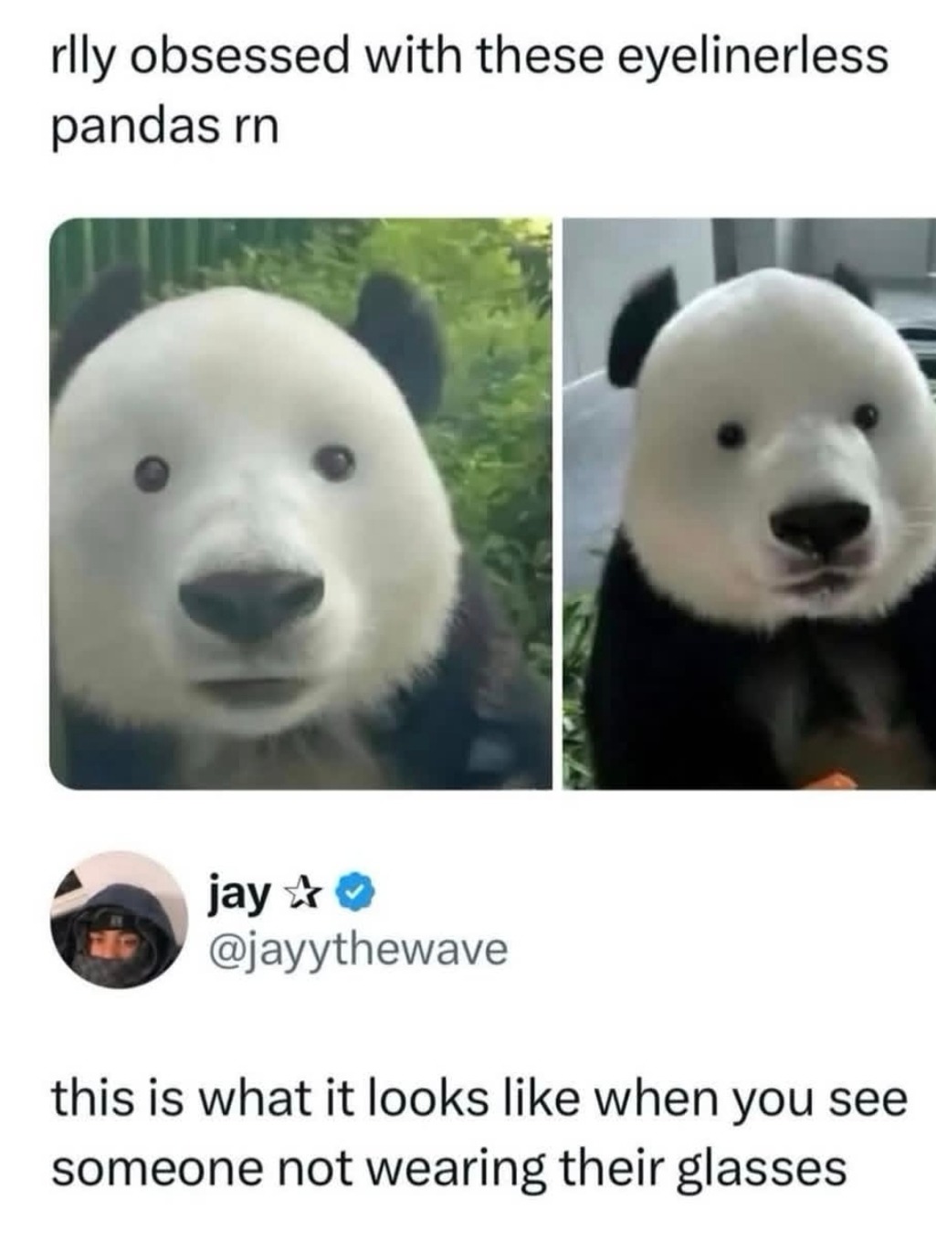 rlly obsessed with these eyelinerless pandas rn this is what it looks like when you see someone not wearing their glasses