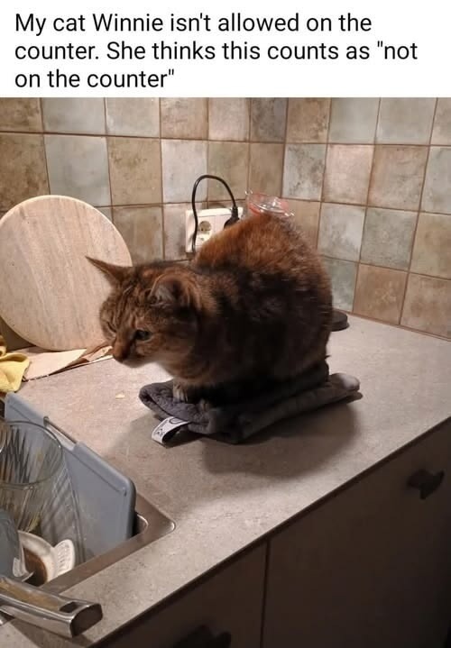 My cat Winnie isn't allowed on the counter. She thinks this counts as 