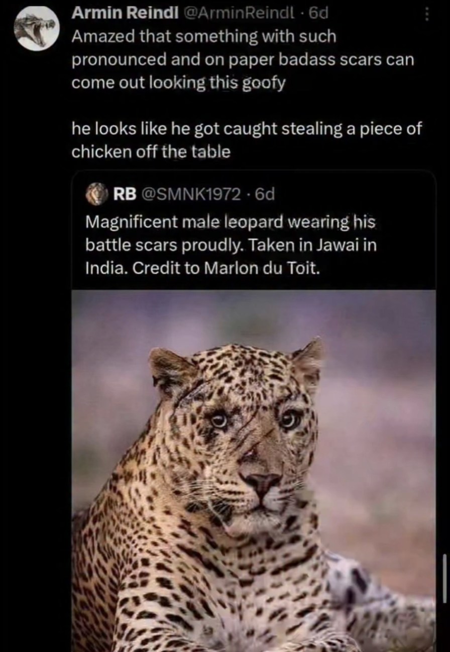 Armin Reindl @ArminReindl · 6d Amazed that something with such pronounced and on paper badass scars can come out looking this goofy he looks like he got caught stealing a piece of chicken off the table RB @SMNK1972 · 6d Magnificent male leopard wearing his battle scars proudly. Taken in Jawai in India. Credit to Marlon du Toit.