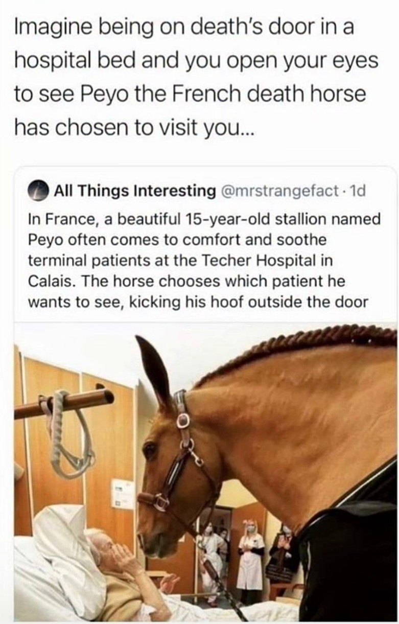 Imagine being on death's door in a hospital bed and you open your eyes to see Peyo the French death horse has chosen to visit you... All Things Interesting @mrstrangefact · 1d In France, a beautiful 15-year-old stallion named Peyo often comes to comfort and soothe terminal patients at the Techer Hospital in Calais. The horse chooses which patient h