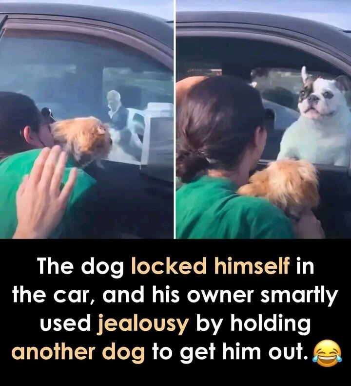 The dog locked himself in the car, and his owner smartly used jealousy by holding another dog to get him out.