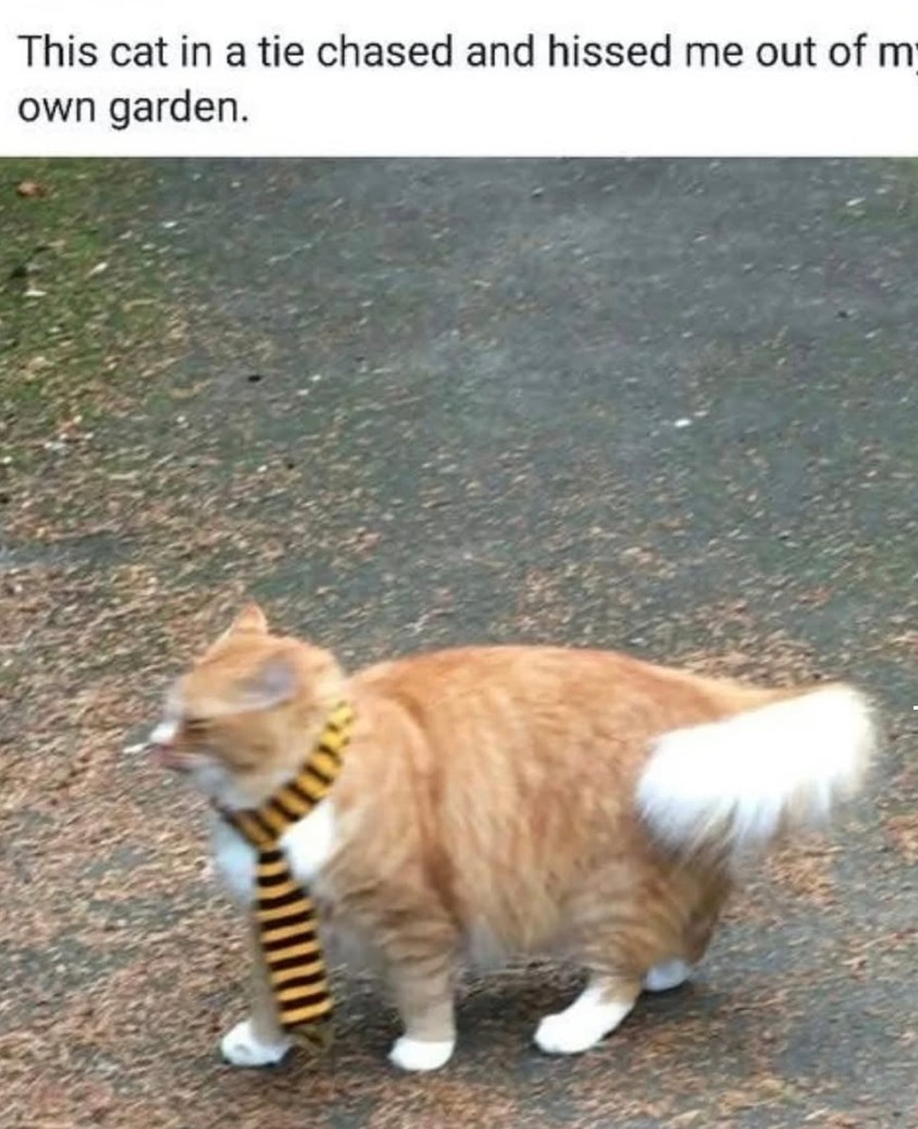 This cat in a tie chased and hissed me out of my own garden.