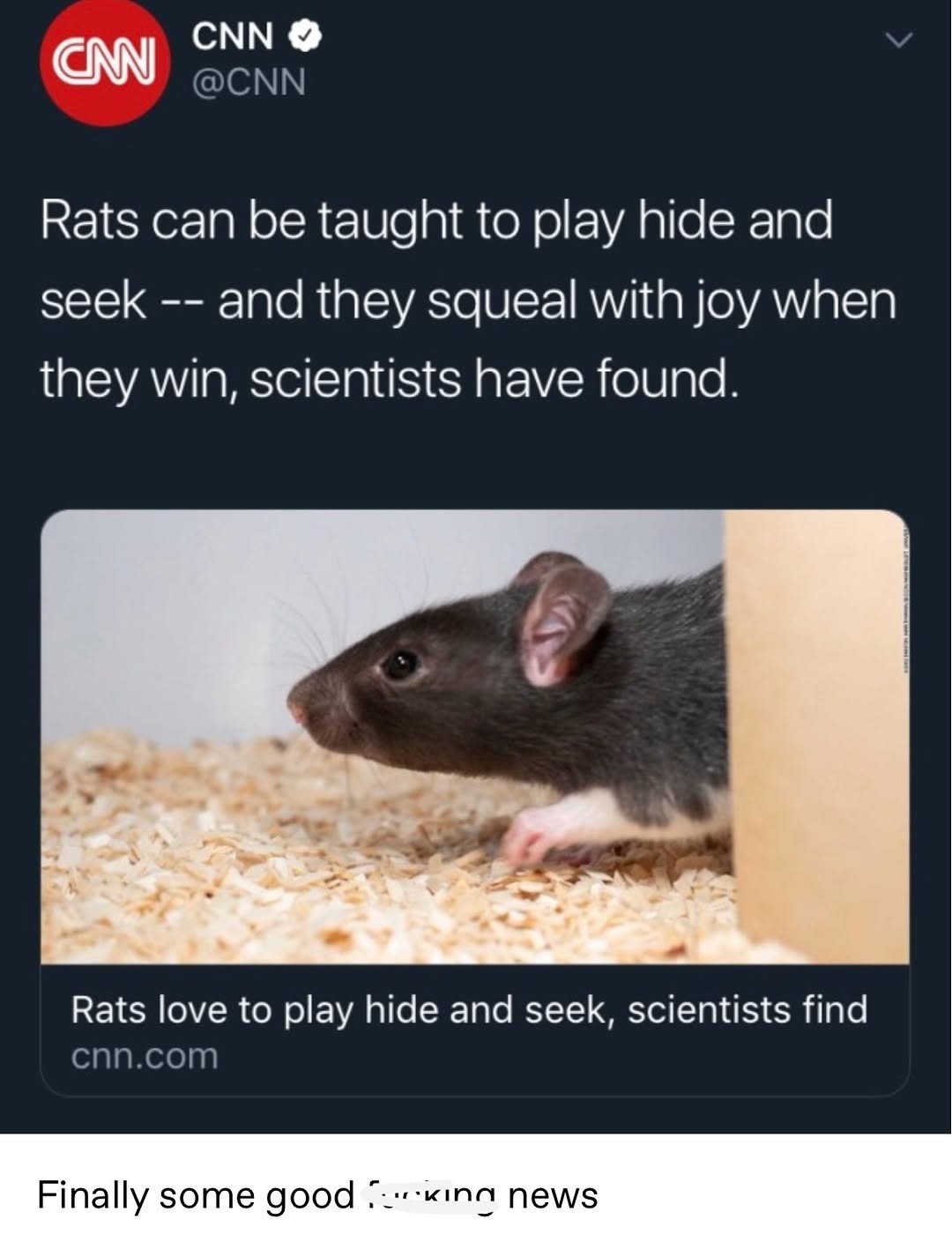 CNN @CNN Rats can be taught to play hide and seek -- and they squeal with joy when they win, scientists have found. Rats love to play hide and seek, scientists find cnn.com Finally some good f***ing news