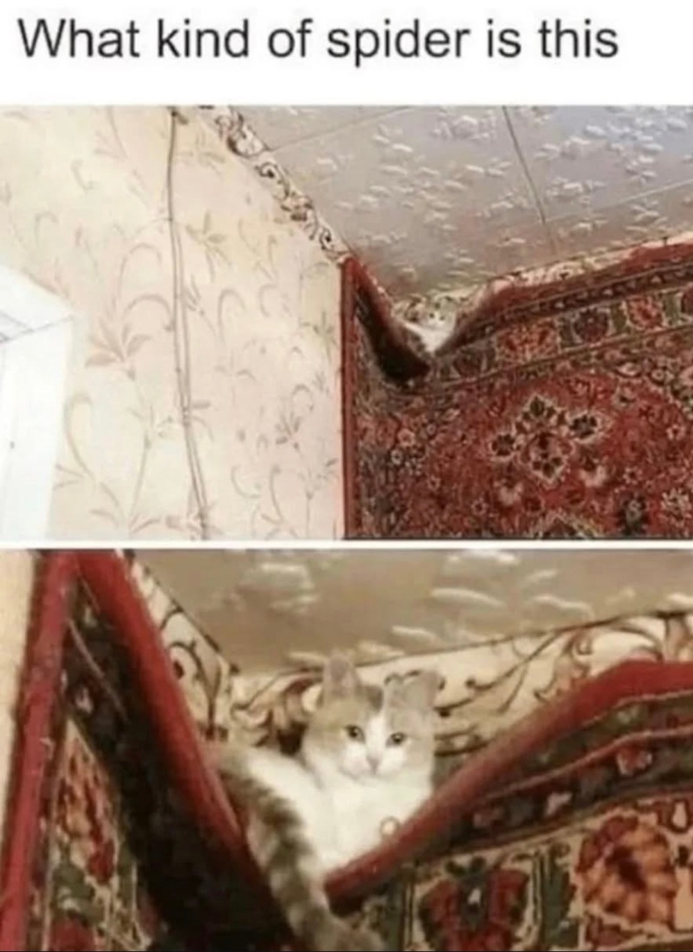 What kind of spider is this