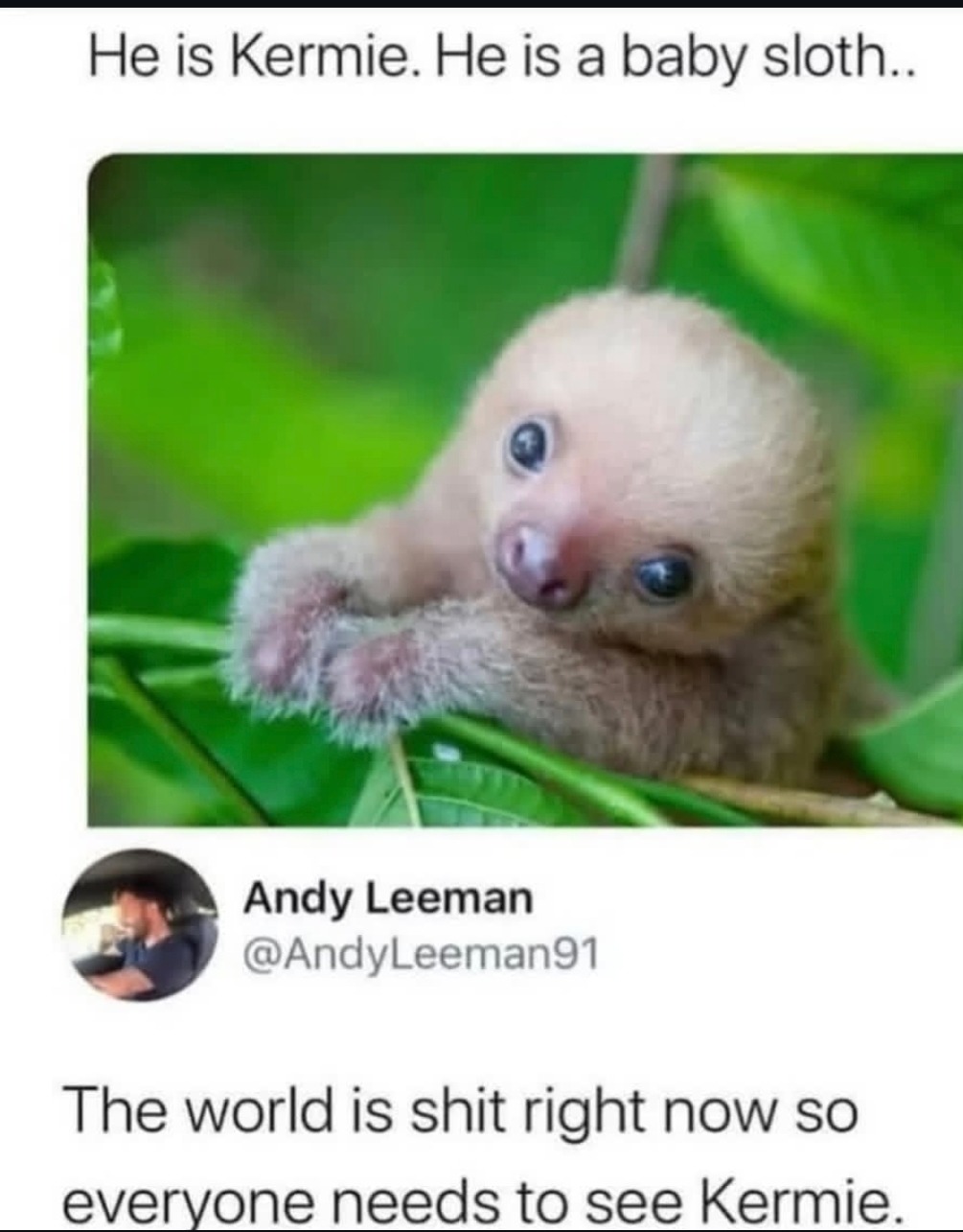He is Kermie. He is a baby sloth.. The world is shit right now so everyone needs to see Kermie.