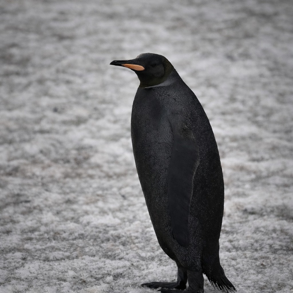 Un pingüino de pie sobre un terreno nevado.