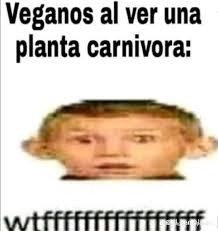 Veganos al ver una planta carnívora: wtf