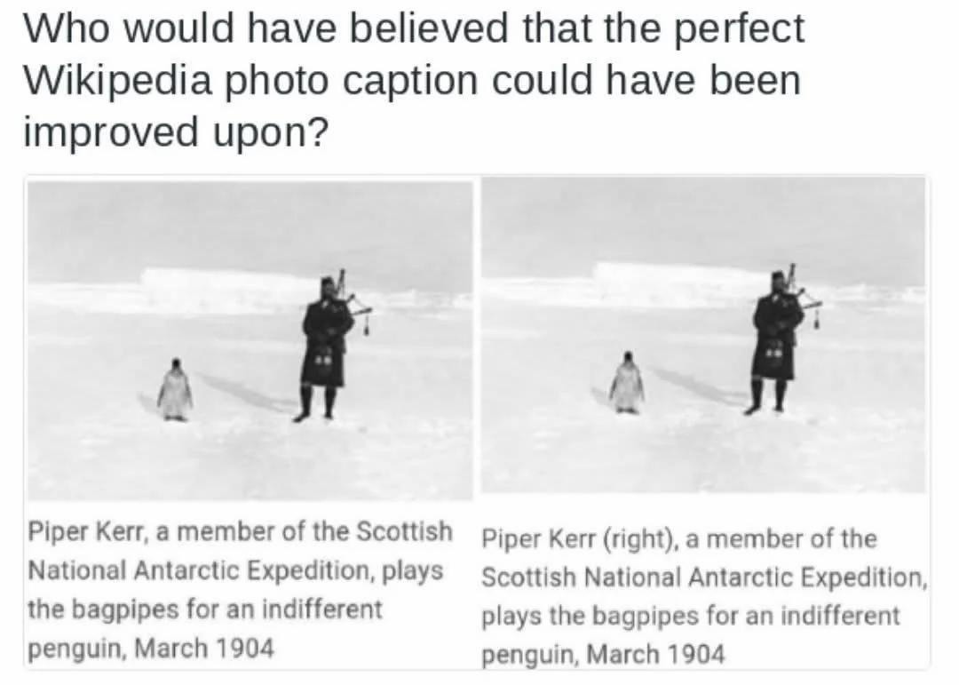 Who would have believed that the perfect Wikipedia photo caption could have been improved upon? Piper Kerr, a member of the Scottish National Antarctic Expedition, plays the bagpipes for an indifferent penguin, March 1904. Piper Kerr (right), a member of the Scottish National Antarctic Expedition, plays the bagpipes for an indifferent penguin, Marc