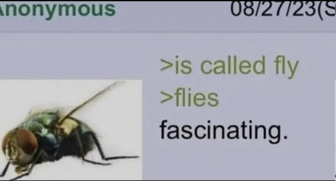 is called fly flies fascinating.