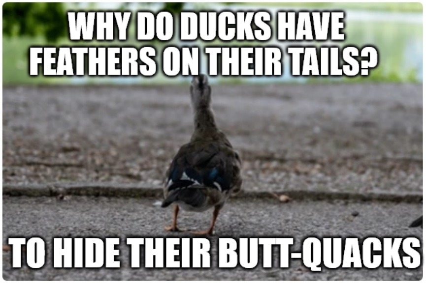WHY DO DUCKS HAVE FEATHERS ON THEIR TAILS? TO HIDE THEIR BUTT-QUACKS