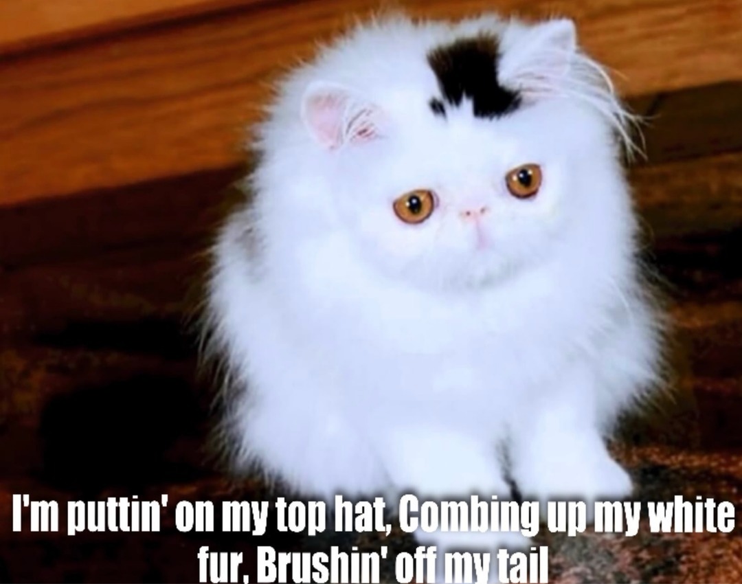 I'm puttin' on my top hat, Combing up my white fur, Brushin' off my tail