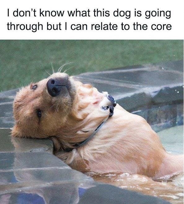 I don't know what this dog is going through but I can relate to the core
