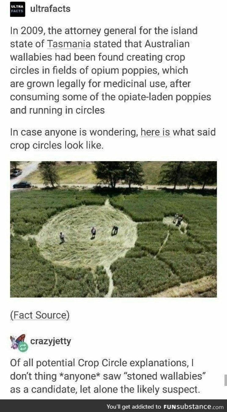 In 2009, the attorney general for the island state of Tasmania stated that Australian wallabies had been found creating crop circles in fields of opium poppies, which are grown legally for medicinal use, after consuming some of the opiate-laden poppies and running in circles. In case anyone is wondering, here is what said crop circles look like. Of