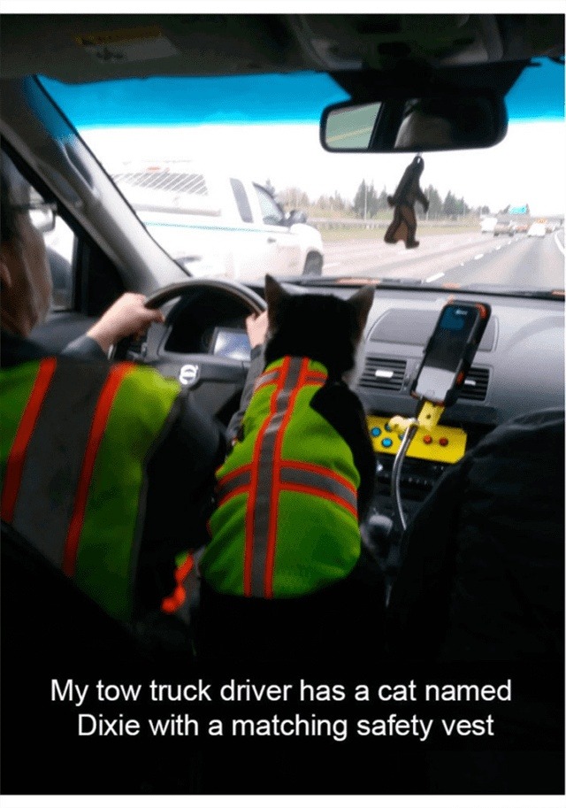 My tow truck driver has a cat named Dixie with a matching safety vest