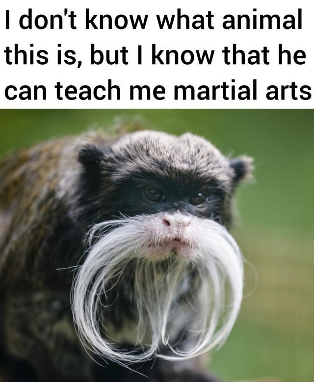 I don't know what animal this is, but I know that he can teach me martial arts