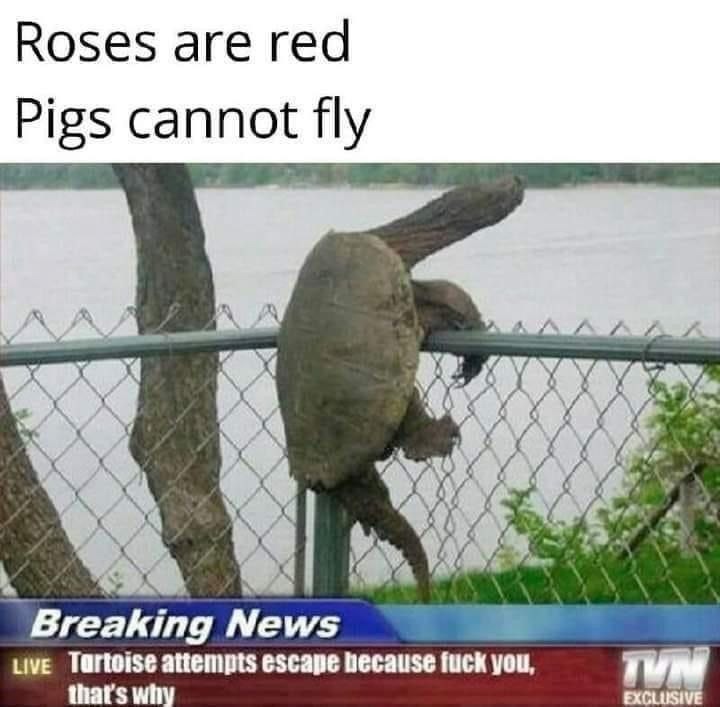 Roses are red Pigs cannot fly Breaking News LIVE Tortoise attempts escape because fuck you, that's why TVN EXCLUSIVE