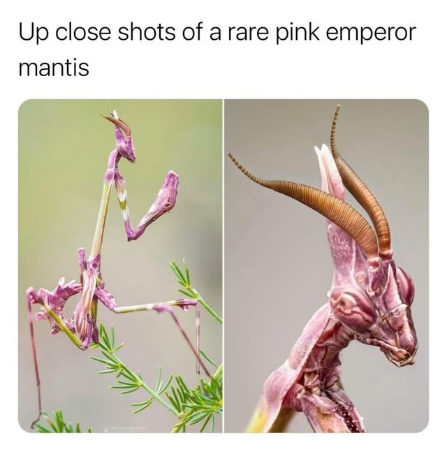 Up close shots of a rare pink emperor mantis
