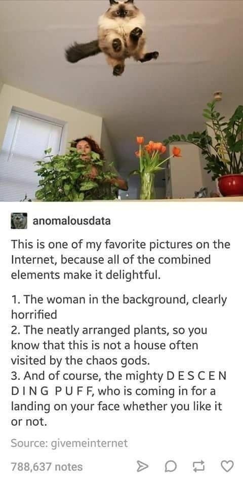 anomalousdata
This is one of my favorite pictures on the Internet, because all of the combined elements make it delightful.
1. The woman in the background, clearly horrified
2. The neatly arranged plants, so you know that this is not a house often visited by the chaos gods.
3. And of course, the mighty DESCENDING PUFF, who is coming in for a landin