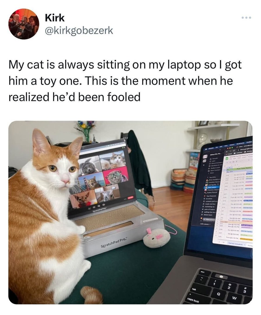 My cat is always sitting on my laptop so I got him a toy one. This is the moment when he realized he'd been fooled