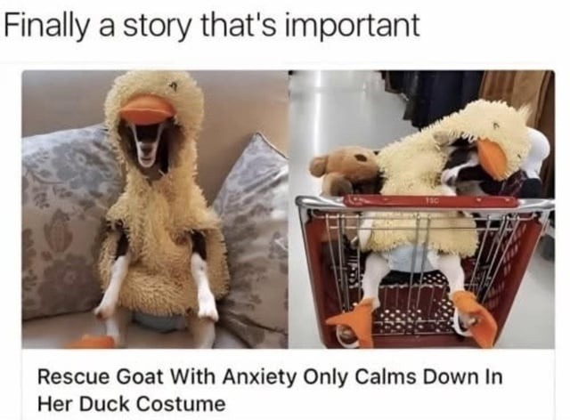 Finally a story that's important. Rescue Goat With Anxiety Only Calms Down In Her Duck Costume.
