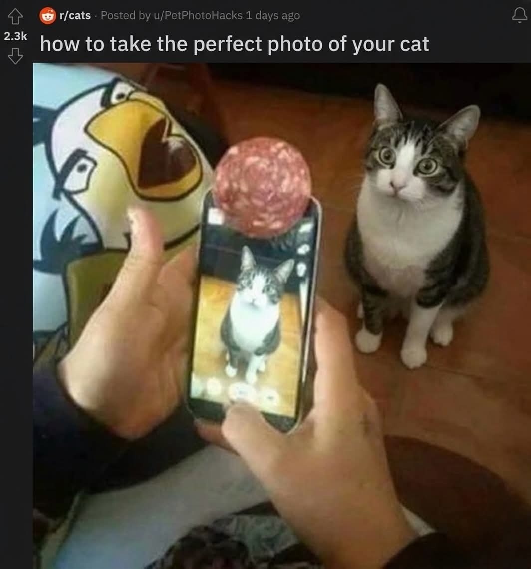How to take the perfect photo of your cat. A person is holding a smartphone with a piece of salami on top, using it to get a cat's attention for a photo. The cat is looking intently at the salami.