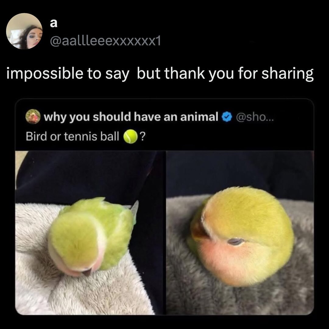 a @aallleeeexxxxxxx1 impossible to say but thank you for sharing why you should have an animal @sho... Bird or tennis ball 🎾 ?