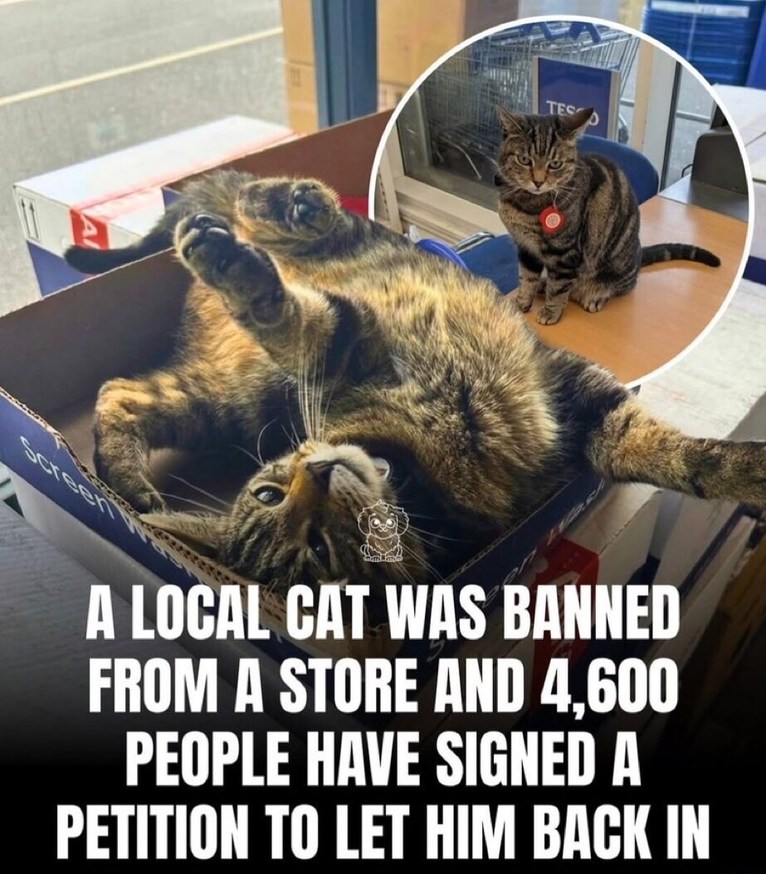 A local cat was banned from a store and 4,600 people have signed a petition to let him back in.