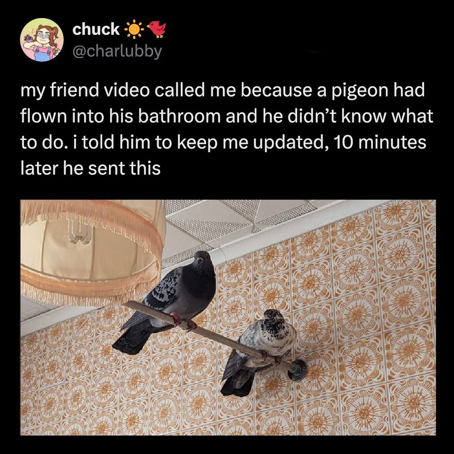 chuck @charlubby my friend video called me because a pigeon had flown into his bathroom and he didn't know what to do. i told him to keep me updated, 10 minutes later he sent this
