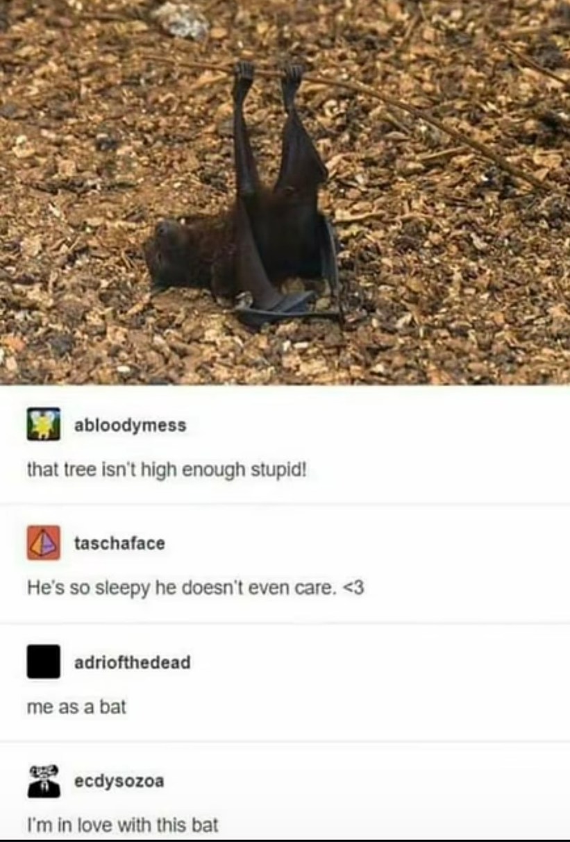 that tree isn't high enough stupid! He's so sleepy he doesn't even care. <3 me as a bat I'm in love with this bat